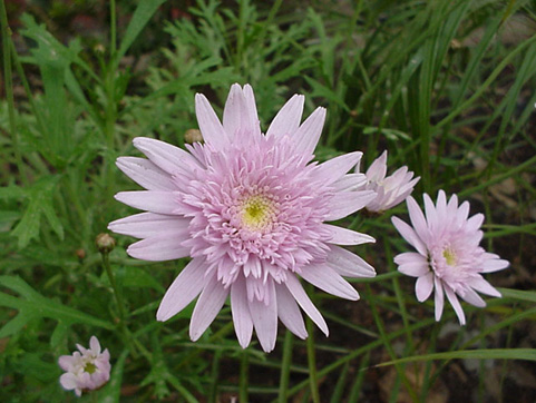 chrysanthemum_pink3.jpg