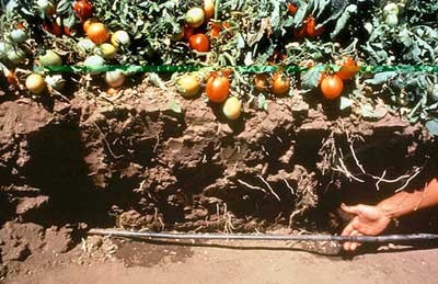 irrigation-drip-tomato.jpg
