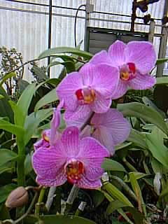 phalaenopsis_orchidaceae.jpg