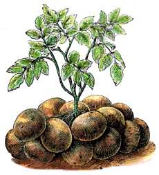 potato_plant.jpg